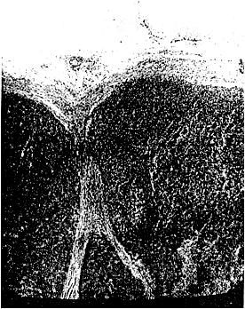 ГОСТ 12926-77 Железы паращитовидные крупного рогатого скота замороженные. Технические условия (с Изменениями N 1, 2)