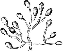 ГОСТ 13056.5-76 Семена деревьев и кустарников. Методы фитопатологического анализа (с Изменением N 1)