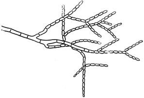 ГОСТ 13056.5-76 Семена деревьев и кустарников. Методы фитопатологического анализа (с Изменением N 1)