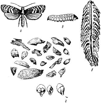 ГОСТ 13056.9-68 Семена деревьев и кустарников. Методы энтомологической экспертизы (с Изменением N 1)