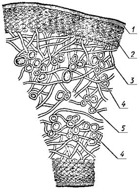 ГОСТ 13727-68 Слоевища лишайника центрарии исландской (мха исландского)